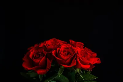Один Красивая Красная Роза С Черном Фоне — стоковые фотографии и другие  картинки Без людей - Без людей, Ботаника, Букет - iStock