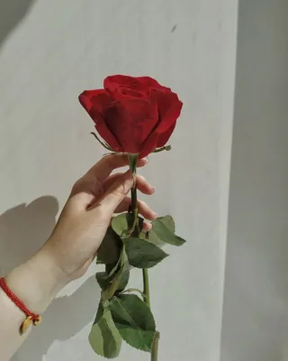 Роза в руке | Розы, Идеи для фото