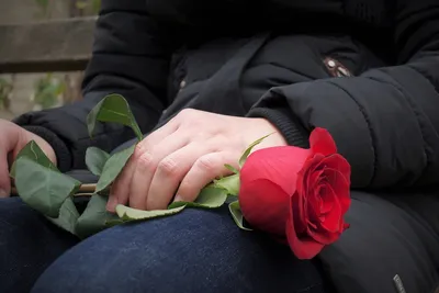 красная роза в руке девушки. цветок как знак сочувствия. женская рука с  розами. девушка на первом свидании Стоковое Фото - изображение  насчитывающей свеже, владение: 229429918
