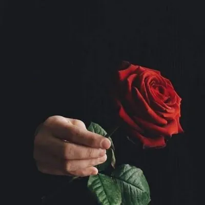 Красная роза в руке человека для каждого Стоковое Фото - изображение  насчитывающей детали, взорвать: 82656324