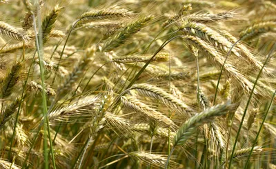 Зреет пшеница, рожь колосится... \" :: Константин Бобинский – Социальная  сеть ФотоКто