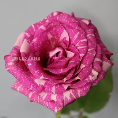 Букет 51 кустовая роза Барбадос купить за 13 890 руб. с круглосуточной  доставкой | Мосцветторгком