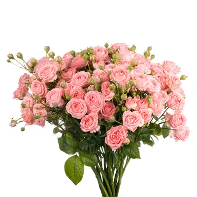 Обои Розовые розы Цветы Розы, обои для рабочего стола, фотографии розовые,  розы, цветы, розовый, букет, pink, roses Обои для рабочего стола, скачать  обои картинки заставки на рабочий стол.