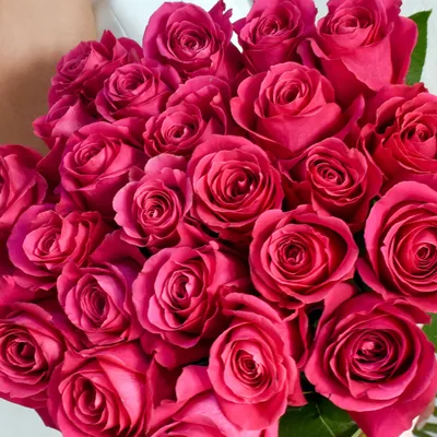 Купить 51 розовую премиум розу \"Эквадор\" с доставкой по городу Днепр |  Royal-Flowers.dp.ua