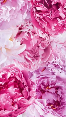 Обои Розовые цветы Пионы Фон | Pink peonies wallpaper, Flowers photography,  Flower wallpaper