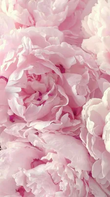 Цветы. #Flowers. #Pions. #Аромат. #Пионы. | Flower iphone wallpaper, Peony  wallpaper, Pink wallpaper iphone
