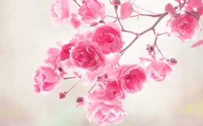 Обои эстетики моды. Розовые цветы. Вишневый цвет Стоковое Фото -  изображение насчитывающей макрос, перемещение: 188293096