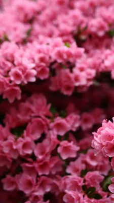 Розовые цветы - фотообои на заказ. Закажи обои Розовые цветы артикул: 60628