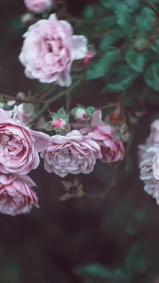 Обои Цветы, 5k, 4k, розовый, весна, Flowers, 5k, 4k wallpaper, pink,  spring, Природа #8231