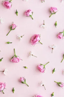 Флизелиновые фото обои розовые цветы 254х184 см Множество светлых роз  (13798V4)+клей по цене 1200,00 грн