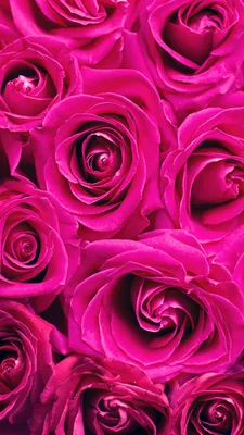 Скачать 1080x1920 розы, розовый, цветы, букет, лепестки обои, картинки  samsung galaxy s4, s5, note, sony xperia z, z1, z2, z3, htc one, lenovo vibe