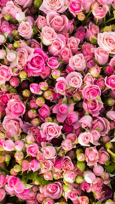 Расширяющие пространство фото обои для зала 184x254 см Розовые цветы на  сером фоне (1245P4A)+клей (ID#1754666947), цена: 850 ₴, купить на Prom.ua