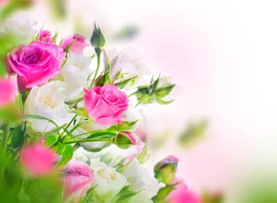 Зал фотообои 368х254 см Большие розовые цветы сакуры (8-020P8)+клей  (ID#669597903), цена: 1200 ₴, купить на Prom.ua