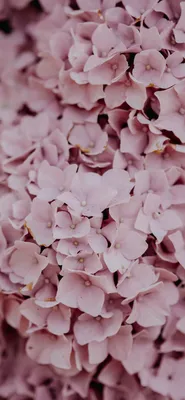 Фотообои Нежные розовые цветы в тумане Nru96312 купить на заказ в  интернет-магазине