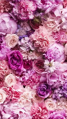 Обои Розовые цветы, полевые цветы 1080x1920 iPhone 8/7/6/6S Plus Изображение