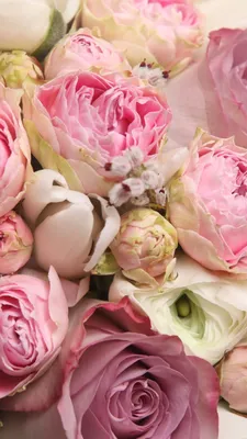 Фотообои Крупные пышные розовые цветы Nru95027 купить на заказ в  интернет-магазине
