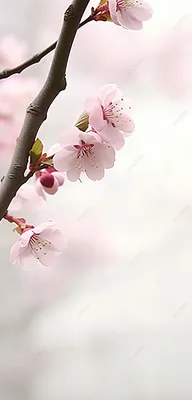 розовые цветы на дереве Фон Обои Изображение для бесплатной загрузки -  Pngtree