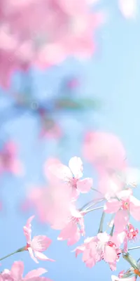 Фотообои Букет розовых цветов №16857 - цена, фото, отзывы | АВС-Decor