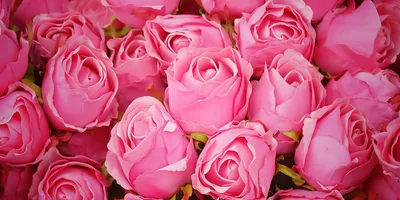 Темно-розовые пионы в коробке за 11 890 руб. | Бесплатная доставка цветов  по Москве