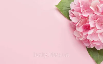 простой милый розовый фон со стилем границы круга белый Обои Изображение  для бесплатной загрузки - Pngtree
