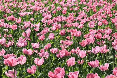 Обои флизелиновые 1.06х10 м цветы цвет розовый АС 95946-5 – купить в Алматы  по цене тенге – интернет-магазин Леруа Мерлен Казахстан
