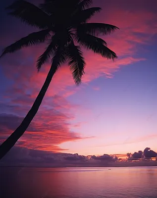 Розовый закат на фоне пальмового пляжа в вечернем океане Фон Обои  Изображение для бесплатной загрузки - Pngtree