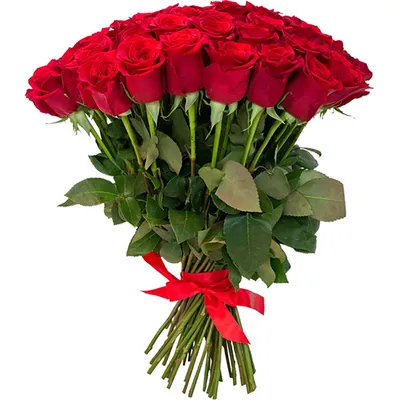 К чему дарят красные розы? Символ подарка красных роз родным и близким |  Блог Семицветик