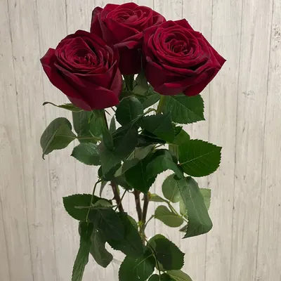 Розы красные белые