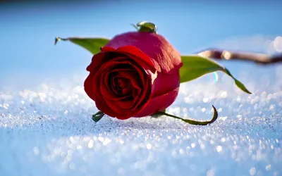 Роза в снегу | Розы, Зима, Открытки