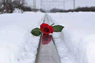 Розы в снегу» — создано в Шедевруме