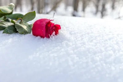 Розы на снегу, , Вячеслав Новичков – скачать книгу бесплатно fb2, epub, pdf  на ЛитРес
