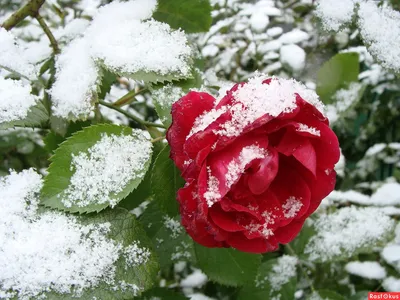 Розы в снегу. Природа невероятна | Леонардо Дайвинчик | ВКонтакте