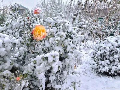 Розы на снегу | Фотосайт СуперСнимки.Ру