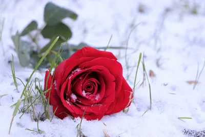 Роза в снегу (Лариса Белокопытова) / Стихи.ру