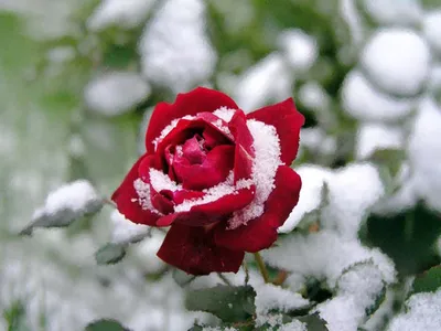 Розы в снегу — Kievflower - Доставка цветов