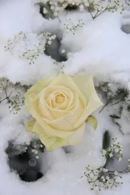 Безшовная фон цветущий роз в снегу Стоковое Изображение - изображение  насчитывающей природа, заморозок: 166585727