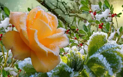 ЕК-Розы в снегу (Коршунова) | | Фиалки от Натали