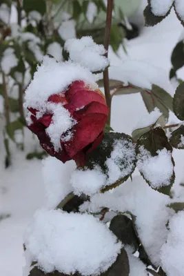 Розы на снегу, , Наталья Лариони – скачать книгу бесплатно fb2, epub, pdf  на ЛитРес
