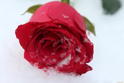 розы в снегу | Wallpapers.ai
