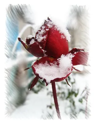 Фото Розы снегу Цветы 3840x2400