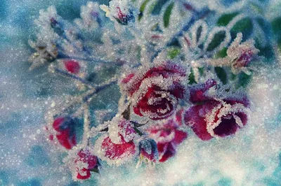 Фото: Роза в снегу. Фотолюбитель Елена29180. Природа. Фотосайт Расфокус.ру