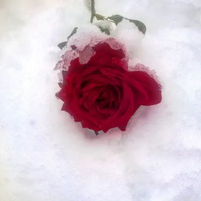 Белые Розы В Снегу Фотография, картинки, изображения и сток-фотография без  роялти. Image 17463596