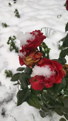 Красная роза на снегу Большой вид Роза лежит в белом снегу Красная Роза  Одна красная роза, лежавшая на зимнем снегу Стоковое Фото - изображение  насчитывающей красно, взгляд: 165751840