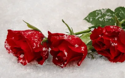 Пазл желтая роза в снегу - разгадать онлайн из раздела \"Цветы\" бесплатно