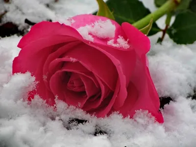 Роза в снегу | Пикабу