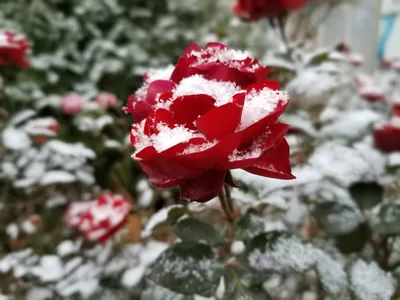 Красивые белые розы в снегу крупным планом :: Стоковая фотография ::  Pixel-Shot Studio