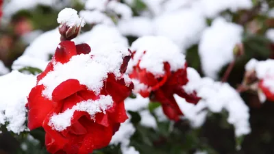 Роза на снегу...