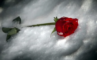 Заказать Букеты | Роза на снегу с бесплатной доставкой | Katty Art Flowers