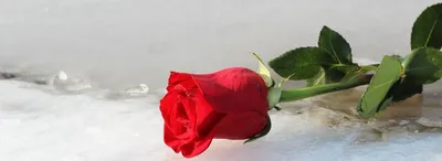 Розовые розы в снегу - 75 фото