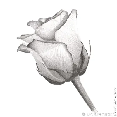 Векторный Рисунок Розы — стоковая векторная графика и другие изображения на  тему Роза - Роза, Чёрно-белый, Без людей - iStock